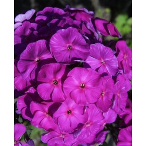 Флокс Phlox Отелло